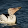 Pelikan australsky - Pelecanus conspicillatus - Australian Pelican 5416